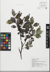 Foto von Salix glabra Scop.